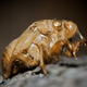 Illustration for article titled 153 Photos of Teeny Tiny Things